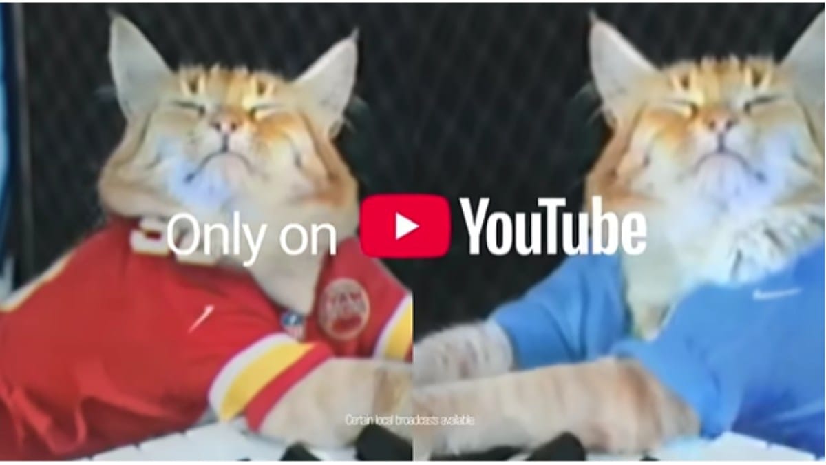 Cat Videos Go Big League